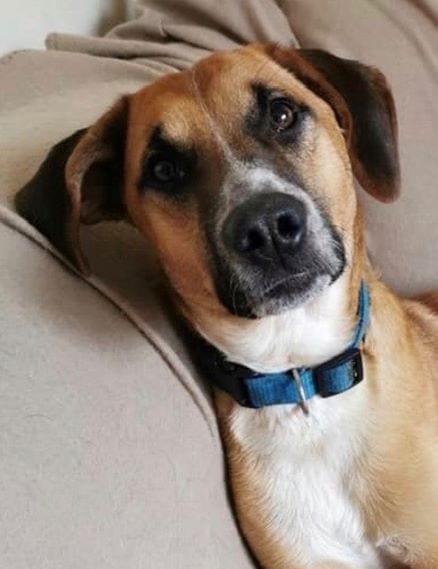 Spencer | 1 Dog At A Time Rescue UK