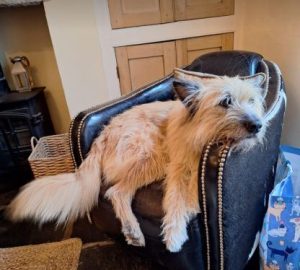 Willow a faun rescue dog | 1 dog at a time rescue UK