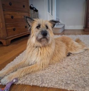 Willow a faun rescue dog | 1 dog at a time rescue UK