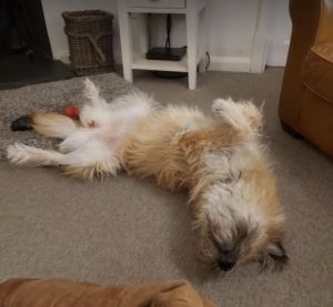 Willow a faun rescue dog | 1 dog at a time rescue UK