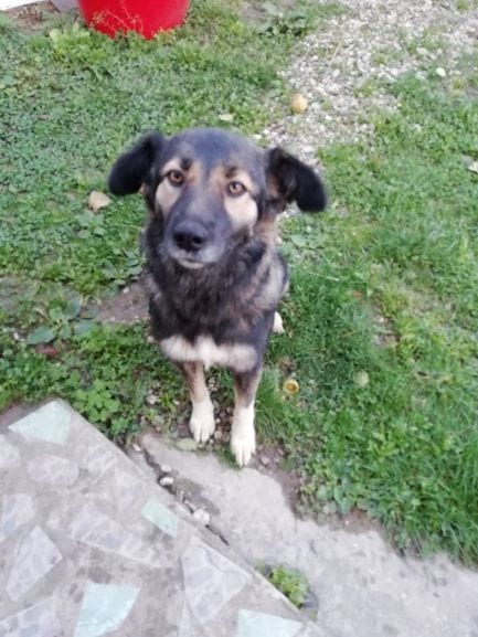 Gypsy A Romanian Rescue Dog - 1 Dog At A Time Rescue UK