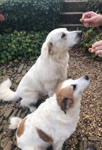 Alisha and Anca Romanian dogs having a homemade biscuit | 1 Dog At a Time Rescue UK