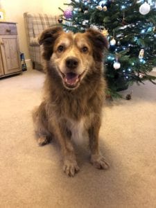 Ducu Romanian street dog in front of Christmas tree | 1 Dog At a Time Rescue UK