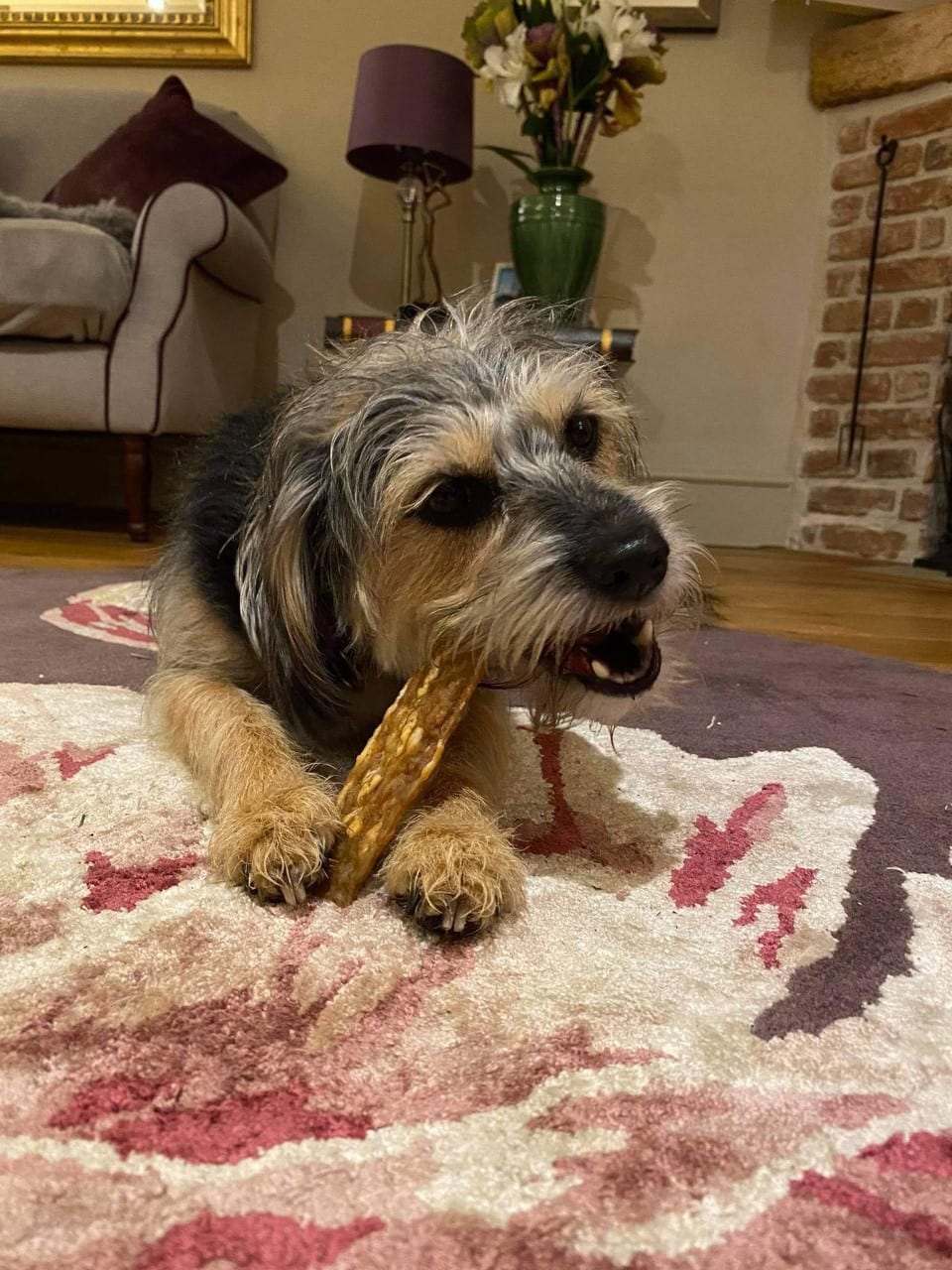 Why Is My Dog Chewing Up The Carpet