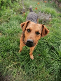 Rolo a brown and tan Romanian rescue dog in the grass | 1 Dog At a Time Rescue UK