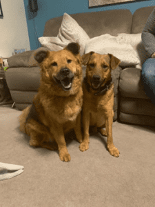 Roxy and Rolo two Romanian rescue dogs together in a home | 1 Dog At a Time Rescue UK