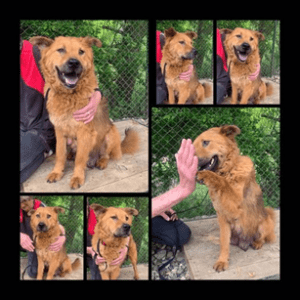 Roxy the Romanian rescue dog high five | 1 Dog At a Time Rescue UK | Dedicated To Rescuing and Rehoming Romanian Street Dogs