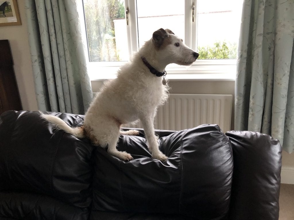 Small dog sitting on the top of the settee | 1 Dog At a Time Rescue UK