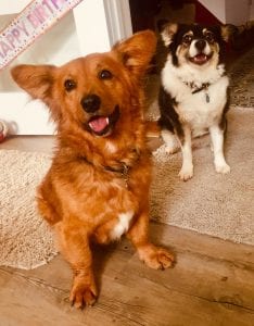 Sammy and Denisa rehomed Romanian dogs | 1 Dog At a Time Rescue UK | Dedicated To Rescuing and Rehoming Romanian Street Dogs