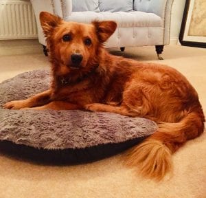 Sammy brown Romanian street dog rehomed| 1 Dog At a Time Rescue UK