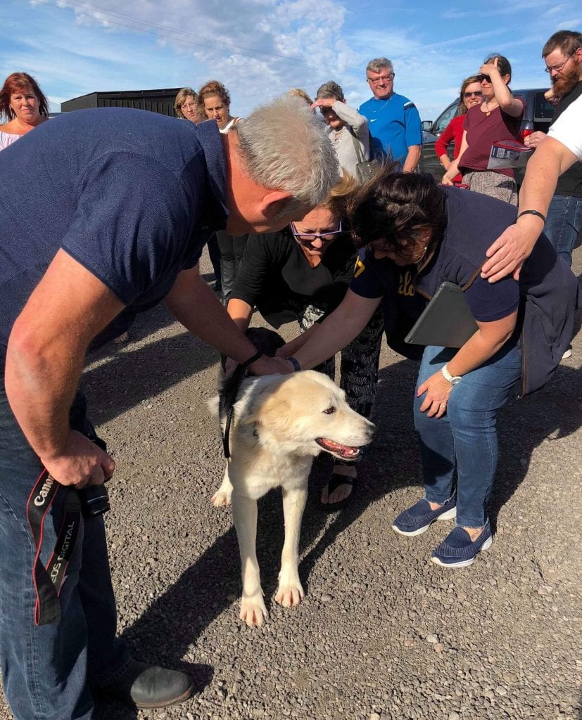 Zeus a Romanian rescue dog on transport day | 1 Dog At a Time Rescue UK