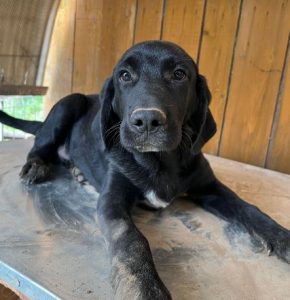 Benni a black romanian rescue dog | 1 dog at a time rescue uk