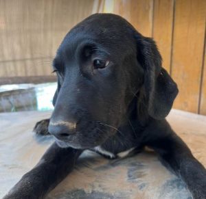 Benni a black romanian rescue dog | 1 dog at a time rescue uk