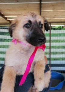 Cayci a fawn coloured Romanian rescue puppy | 1 Dog at a Time Rescue UK