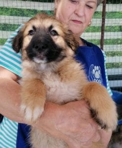 Charley a fawn coloured Romanian rescue puppy | 1 Dog at a Time Rescue UK