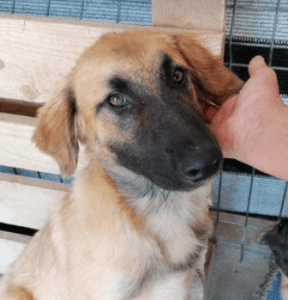 Chester a fawn coloured Romanian rescue puppy | 1 Dog at a Time Rescue UK