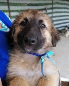 Chester a fawn coloured Romanian rescue puppy | 1 Dog at a Time Rescue UK