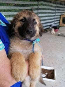 Chester a fawn coloured Romanian rescue puppy | 1 Dog at a Time Rescue UK