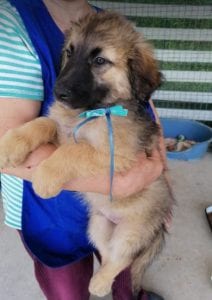 Chester a fawn coloured Romanian rescue puppy | 1 Dog at a Time Rescue UK