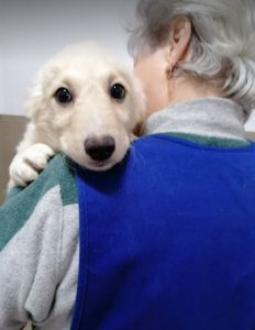 Jasper a cream Romanian rescue dog | 1 Dog at a Time Rescue UK