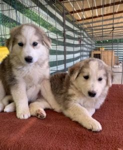 Rescue puppies for sale best sale near me