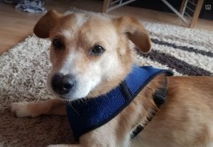 Rex a faun colour Romanian rescue dog | 1 Dog at a Time Rescue UK