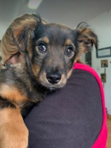 Robbie a black and tan Romanian rescue dog | 1 Dog at a Time Rescue UK