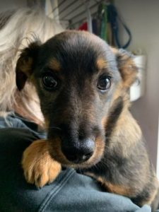 Robbie a black and tan Romanian rescue dog | 1 Dog at a Time Rescue UK