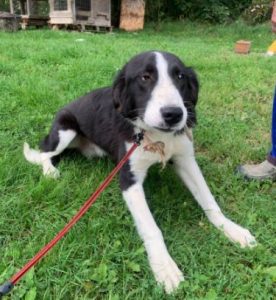 Bailey a black and white Romanian rescue dog | 1 Dog at a Time Rescue UK