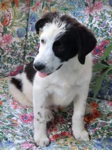 Denny a black and white Romanian rescue dog | 1 Dog at a Time Rescue UK