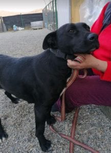 Emily a black Romanian rescue dog | 1 Dog at a Time Rescue UK