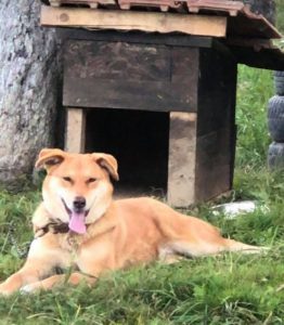 Polly a tan Romanian rescue dog | 1 Dog at a Time Rescue UK