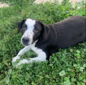 Sadie a black and white Romanian rescue dog | 1 Dog at a Time Rescue UK