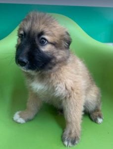 Charley a fawn coloured Romanian rescue puppy | 1 Dog at a Time Rescue UK