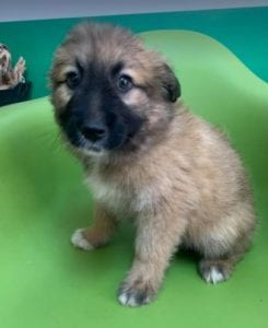 Charley a fawn coloured Romanian rescue puppy | 1 Dog at a Time Rescue UK