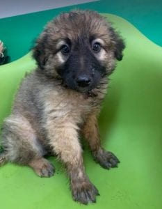 Chester a fawn coloured Romanian rescue puppy | 1 Dog at a Time Rescue UK