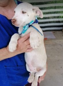 Joey a white Romanian rescue puppy | 1 Dog at a Time Rescue UK