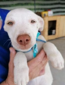 Joey a white Romanian rescue puppy | 1 Dog at a Time Rescue UK