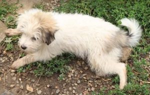 Millie a white Romanian rescue dog | 1 Dog at a Time Rescue UK