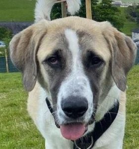 Dexter a brown and white rescue dog | 1 dog at a time rescue UK