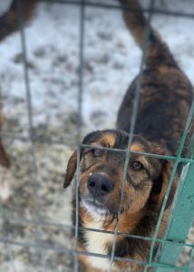 Dougie a brown and black colour Romanian rescue dog | 1 Dog at a Time Rescue UK