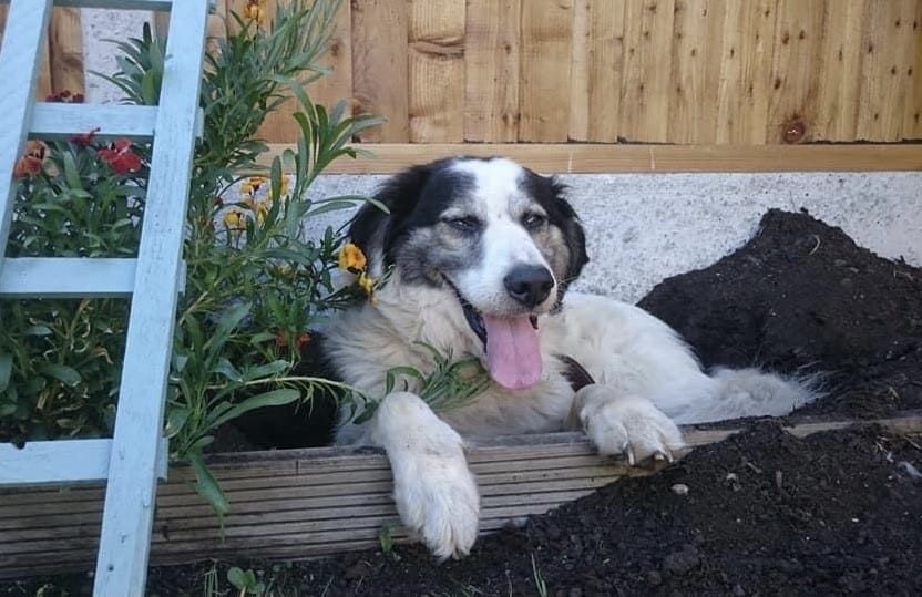 Leo a white and tan Romanian street dog in a flower bed | 1 Dog At a Time Rescue UK