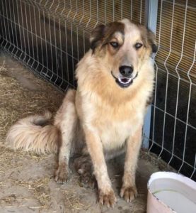 Marty a brown and white Romanian rescue dog | 1 Dog at a Time Rescue UK