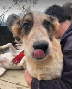 Marty a brown and white Romanian rescue dog | 1 Dog at a Time Rescue UK