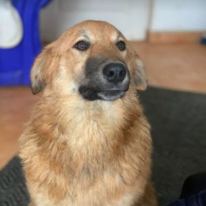 Reba a fawn Romanian rescue dog 1 | 1 Dog at a Time Rescue UK