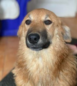 Reba a fawn Romanian rescue dog 1 | 1 Dog at a Time Rescue UK