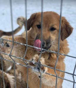 Reba a fawn Romanian rescue dog 1 | 1 Dog at a Time Rescue UK