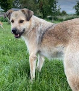 Sara a tan Romanian rescue dog | 1 Dog at a Time Rescue UK