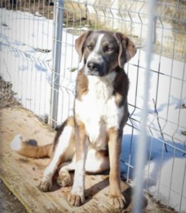 Dudley a grey and white colour Romanian rescue dog | 1 Dog at a Time Rescue UK