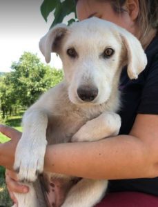 Leila a cream coloured Romanian rescue dog | 1 Dog at a Time Rescue UK